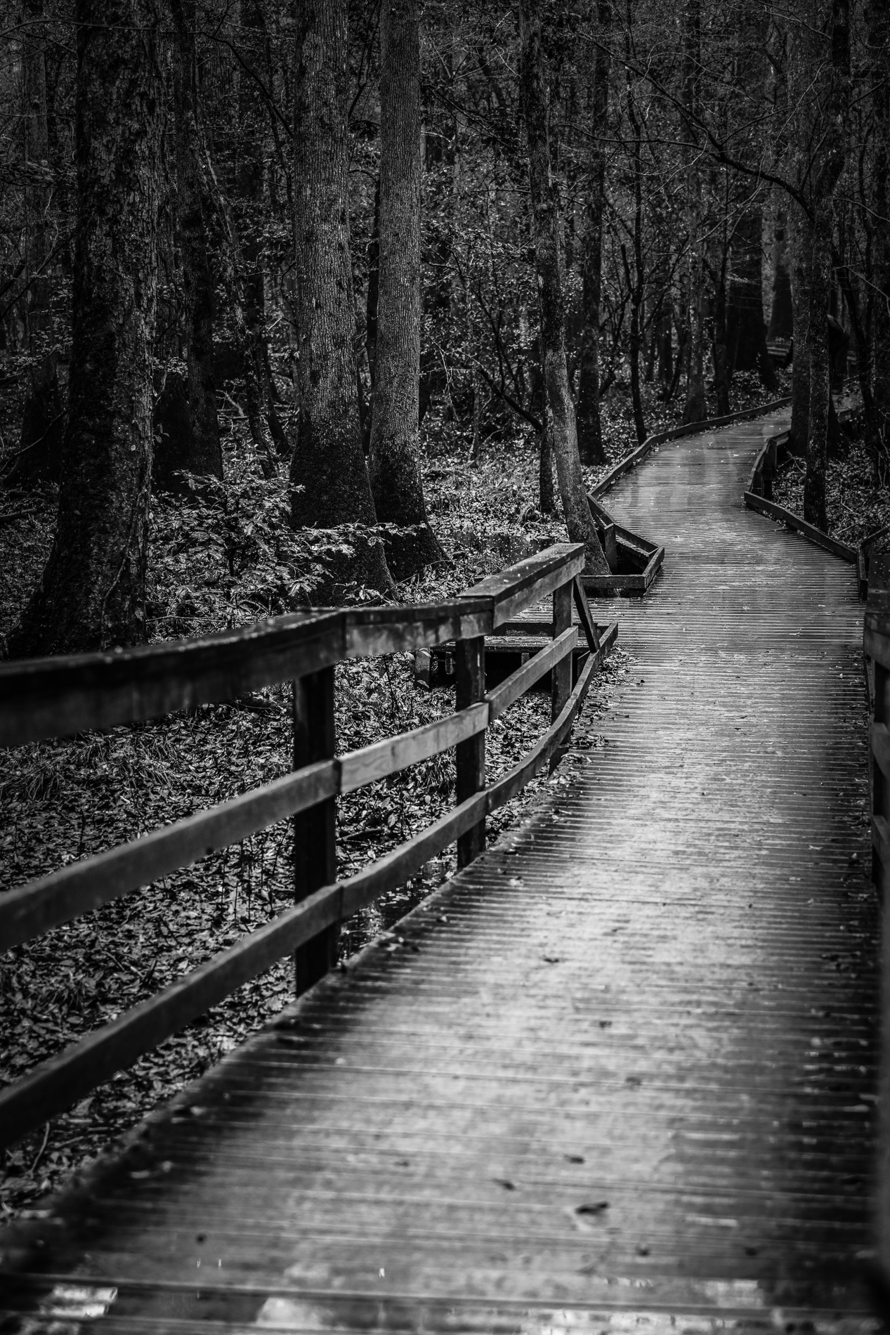Congaree NP